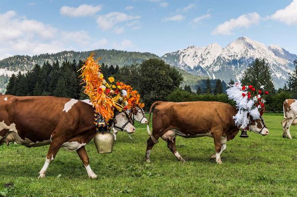 APART deluxe Kühe auf der Weide