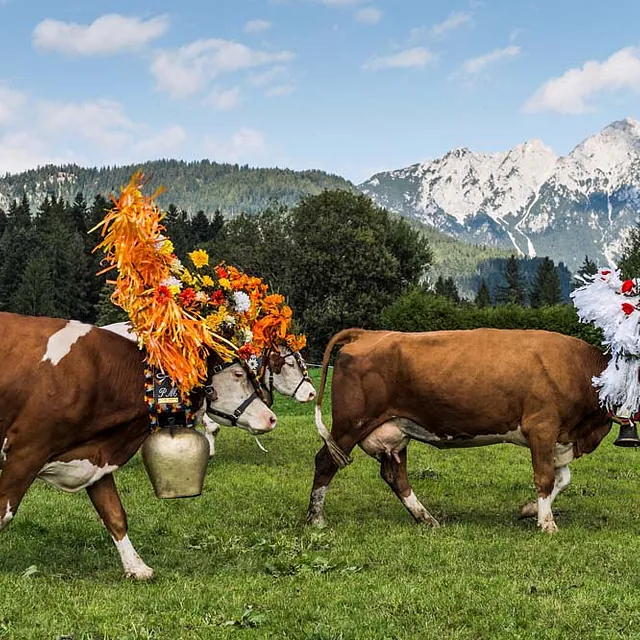 APART deluxe Kühe auf der Weide